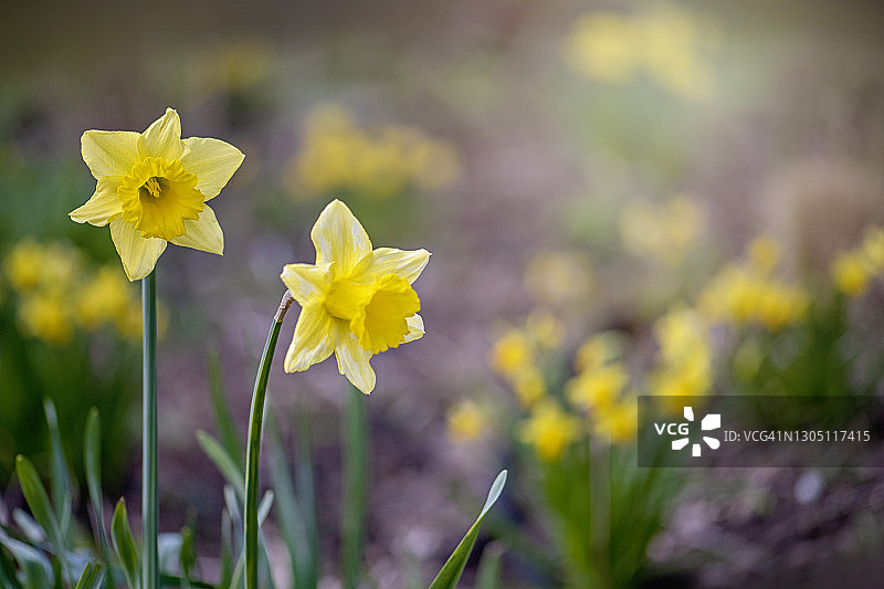 春天盛开的美丽的黄色水仙花又名水仙，在柔和的阳光下图片素材