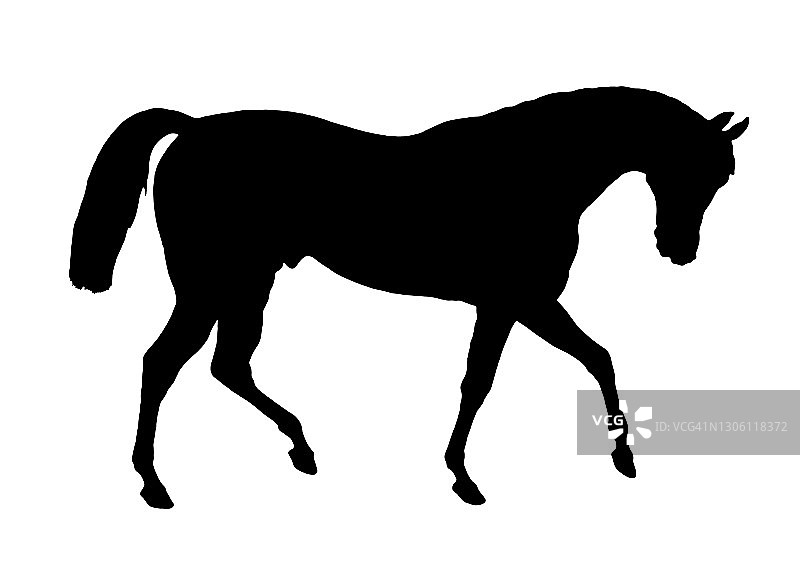一匹马的黑色剪影图片素材