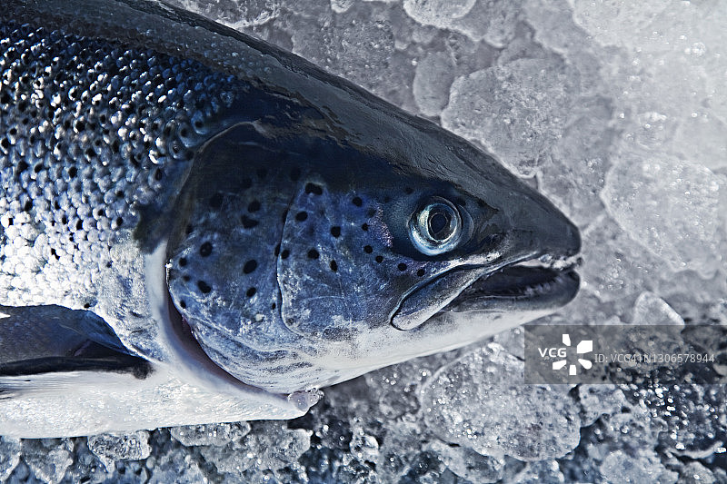 新鲜捕捞的鲑鱼头图片素材