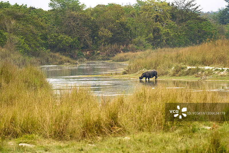大独角犀牛，皇家巴迪亚国家公园，尼泊尔图片素材