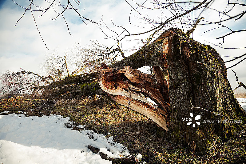 一棵飓风过后倒下的树，映衬着蔚蓝的天空。一棵折断的树被大风吹倒在田野或公园的地上图片素材