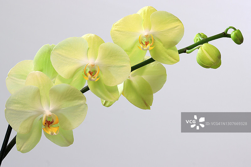 黄色的兰花，在白色的背景下，一排一排地绽放着淡淡的绿色图片素材