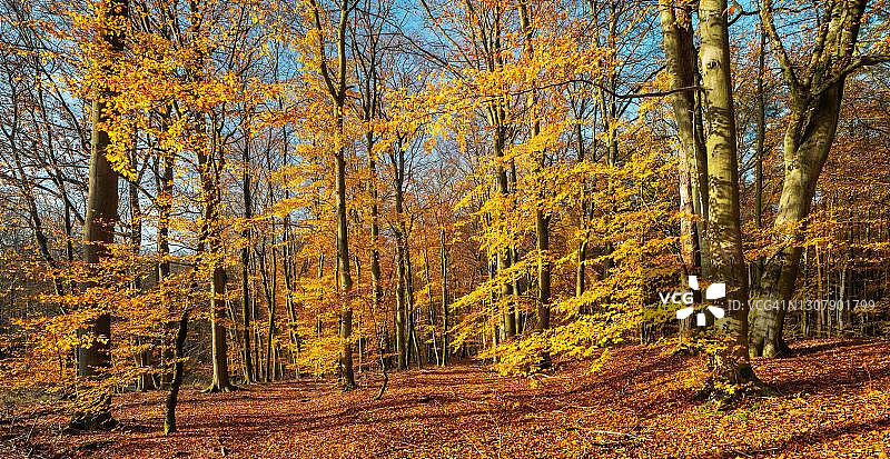 阳光明媚的金秋森林，穆瑞茨国家公园，梅克伦堡-西波美拉尼亚，德国图片素材