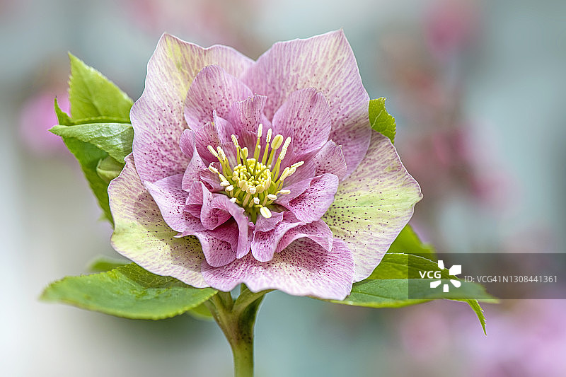 美丽的春天，嚏根草重粉红色的花也称为四旬斋玫瑰图片素材
