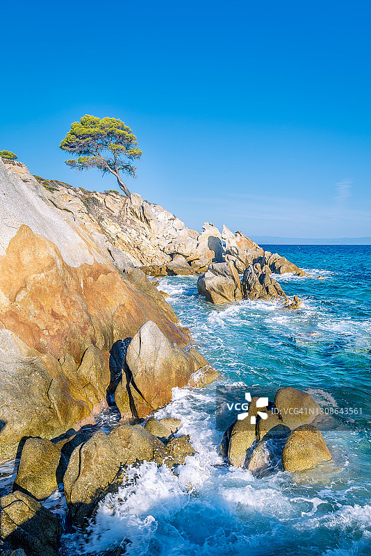 孤独的松树，被侵蚀的岩层，湛蓝的大海和晴朗的天空- - -希托尼亚半岛，哈尔基迪基，希腊。图片素材