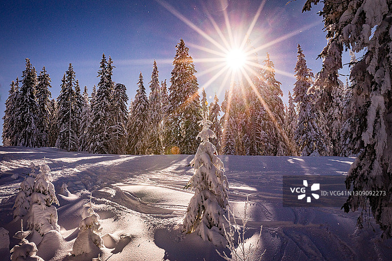 白雪覆盖的景观和常青树在欧洲在一个寒冷的阳光明媚的日子-创造性的股票照片图片素材