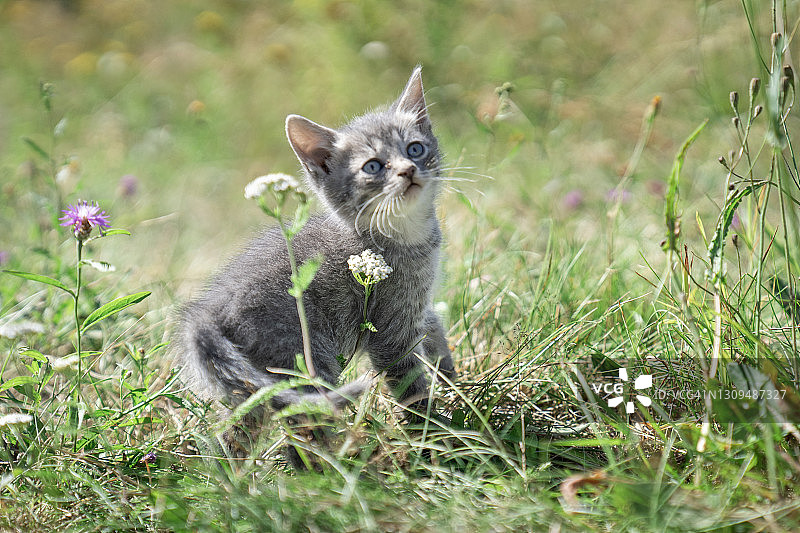 草地上的小猫图片素材
