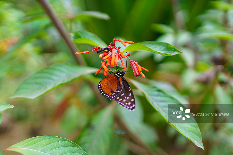 蝴蝶倚在森林里的一朵热带花上。自然概念图片素材