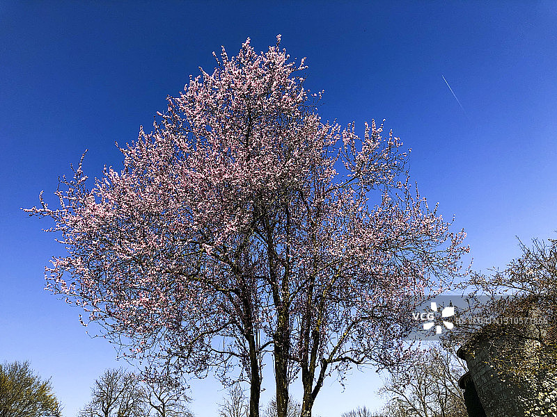樱花树和樱花盛开的蓝天和尼岛城堡图片素材