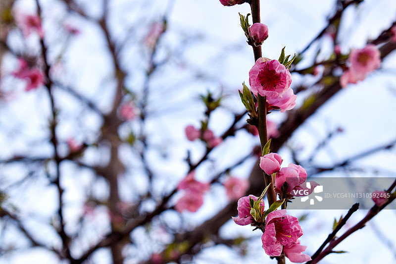 美丽的桃树花在一个阳光灿烂的日子盛开图片素材