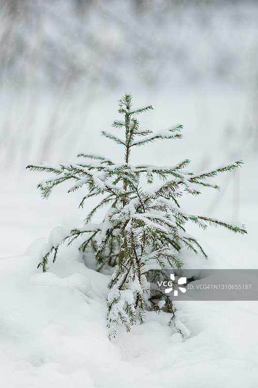 小雪山云杉在原生态的新鲜雪堆照片图片素材