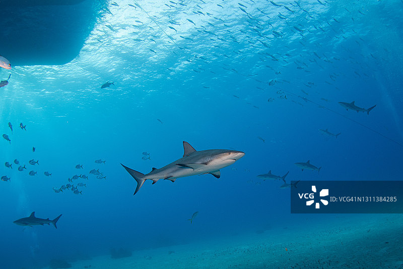 巴哈马水下的灰礁鲨图片素材