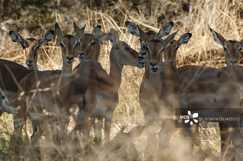 黑斑羚在炎热的时候休息，萨乌提，奥卡万戈三角洲图片素材