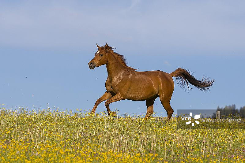 年轻的纯种阿拉伯母马疾驰在奥地利的花草地上图片素材