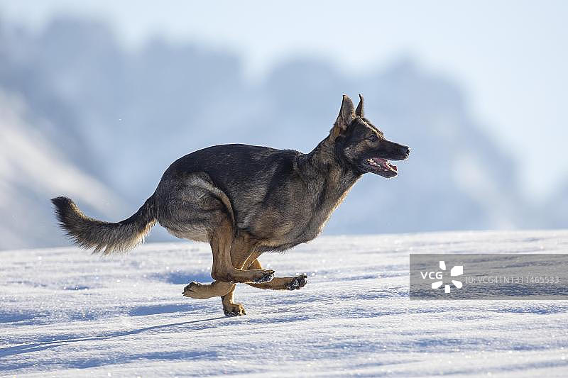 奥地利，冬天雪地上的牧羊犬图片素材