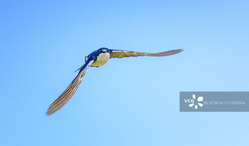 宾夕法尼亚州切斯特县，美丽的树燕子在蓝天的映衬下向相机走来图片素材