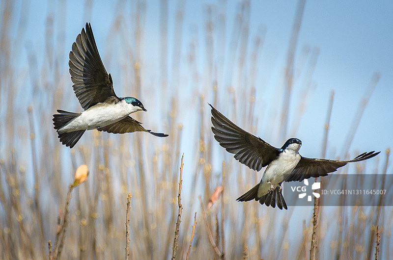 在宾夕法尼亚州切斯特县，两只可爱的树燕子在芦苇上飞翔图片素材