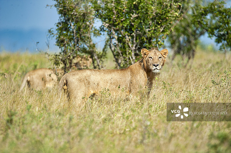 一个骄傲的母狮(狮子)的肖像，东非图片素材