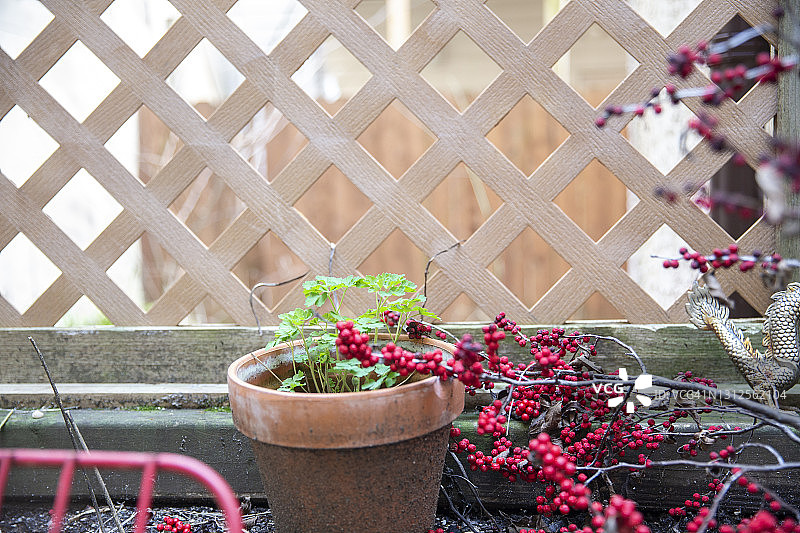 木格上的盆栽欧芹和红花楸。甲板装饰的特写图片素材