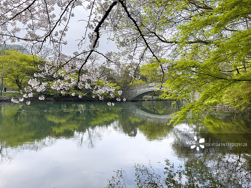 中国杭州西湖上盛开的樱花图片素材