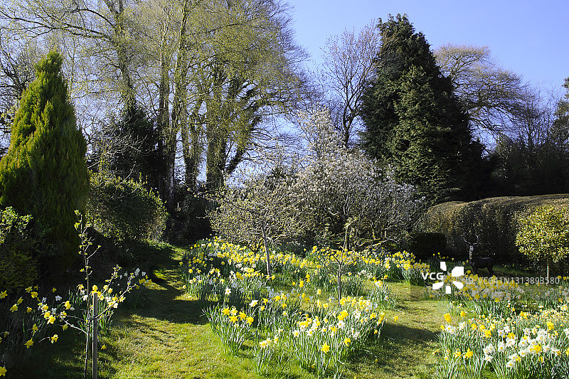 果园在英国国内花园果园和水仙花地毯。图片素材