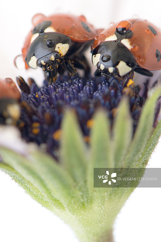 瓢虫在白色和紫色的花上。带有黑点的红色昆虫。放大照相。图片素材