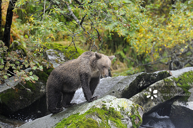在秋天的风景中，小灰熊在一块岩石上。图片素材