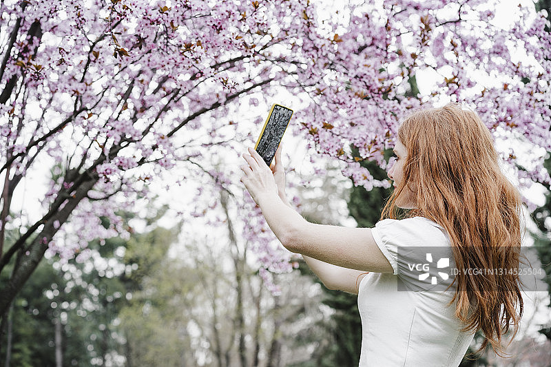 一名红发女子在公园用手机拍摄杏树图片素材