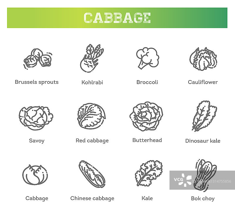 卷心菜有益特征图形集。园艺、农业图片素材