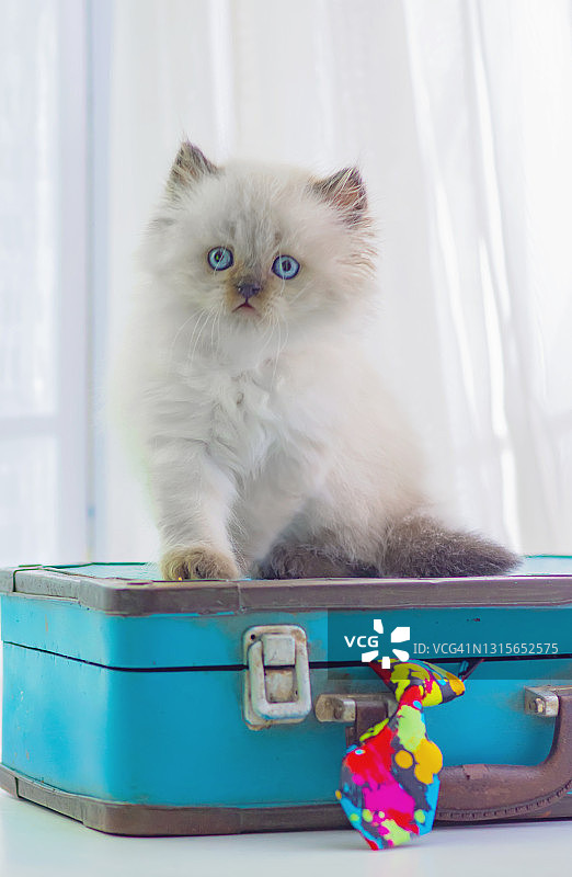 年轻的喜马拉雅小猫坐在一个古董手提箱上图片素材