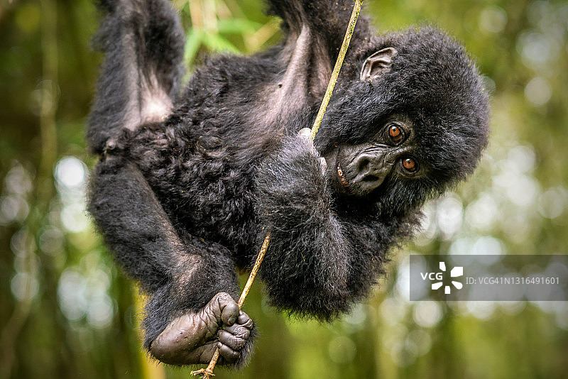 年轻的山地大猩猩(白令盖大猩猩)挂在竹子上的特写镜头图片素材