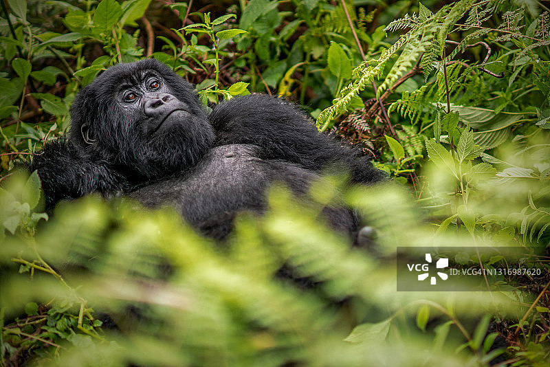 雌性山地大猩猩(白令盖大猩猩)在植被中休息的正面视图图片素材