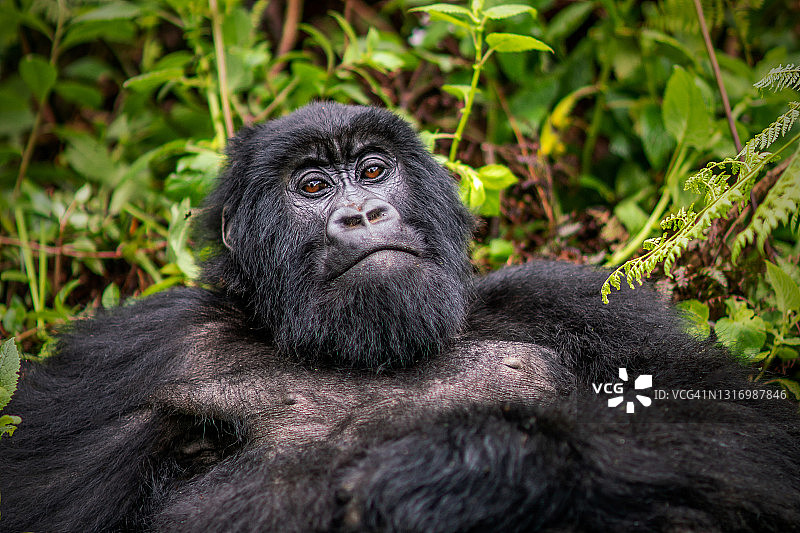 近距离拍摄的雌性山地大猩猩休息和看着相机图片素材