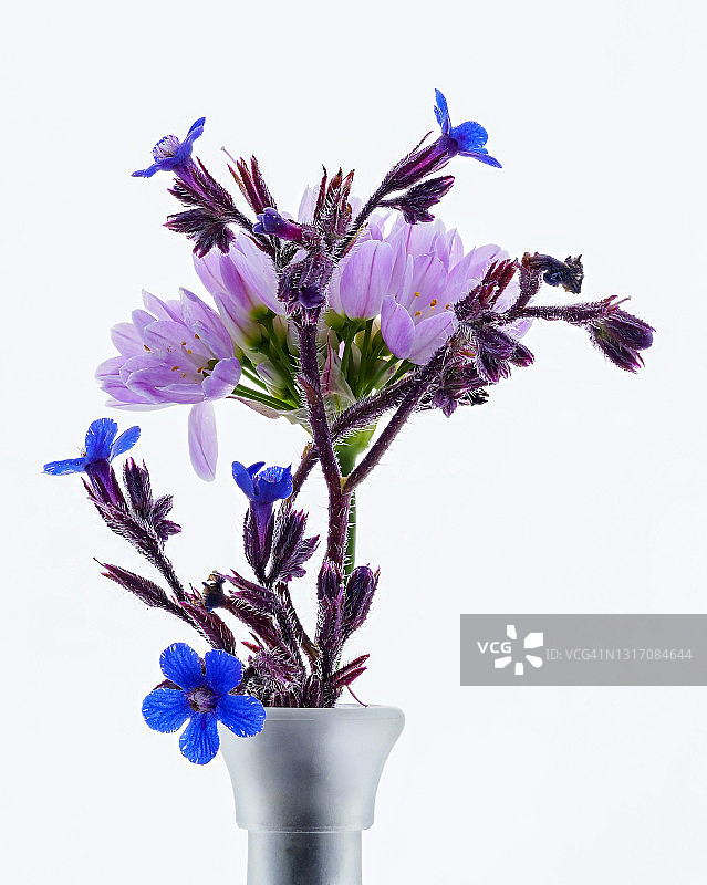 粉蓝相间的野花插在花瓶里，工作室以白色背景拍摄。图片素材