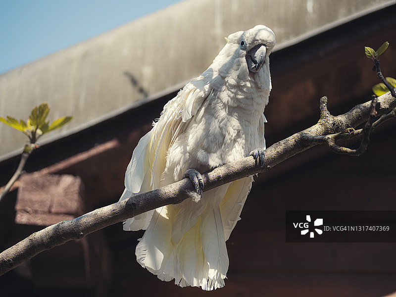 白色鹦鹉/长尾小鹦鹉的特写图片素材