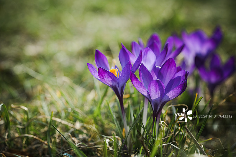 在春天开花。紫色的番红花盛开在户外特写图片素材