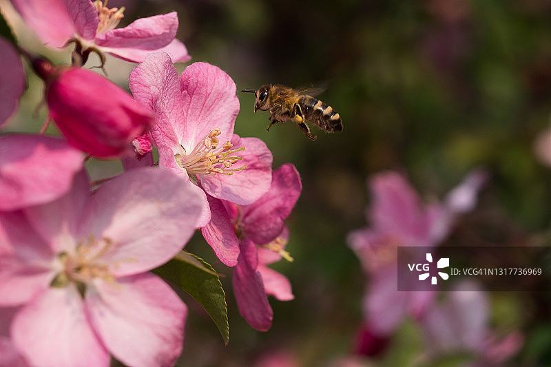 公园里的一棵苹果树在春天的一个阳光明媚的日子里开花。一只蜜蜂飞着去收集花粉，为树枝上盛开的粉红色花朵授粉。苹果花，美丽的自然背景。特写,有选择性的重点。图片素材