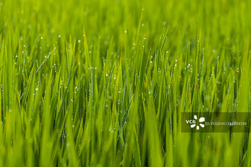 绿色稻叶上的晨露图片素材