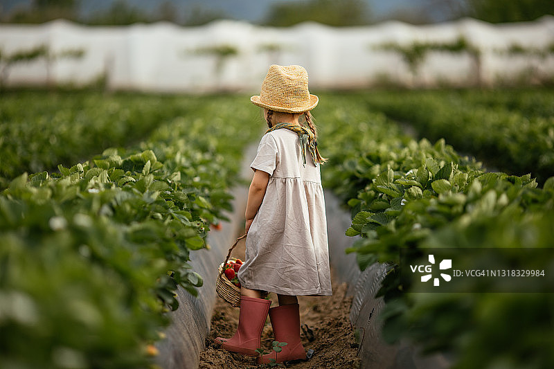 一个小女孩在田里摘草莓图片素材