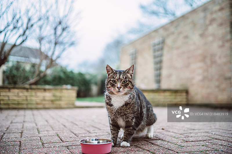 可爱的饿猫看着相机，在花园里等待食物图片素材
