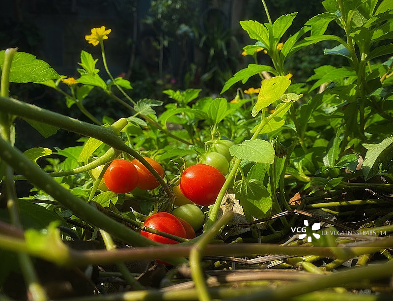 它的植株上长着红色的西红柿。图片素材