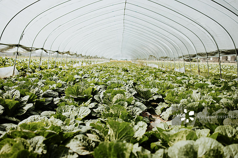 温室里的新鲜有机蔬菜图片素材
