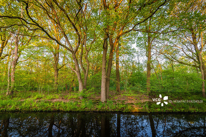 夏天河水中树木的倒影图片素材