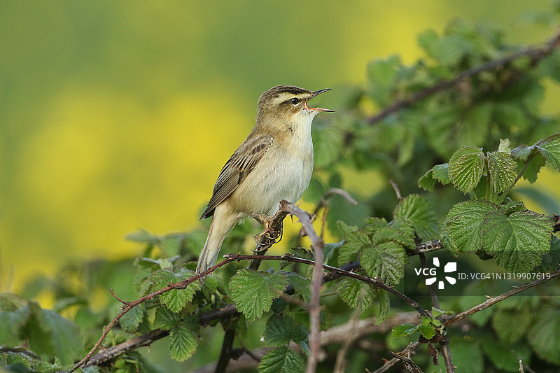 一只会唱歌的莎草莺，栖息在小溪边的一丛荆棘上。图片素材