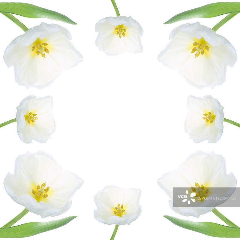 用白色的郁金香和叶子在白色的正方形上创建框架。图片素材
