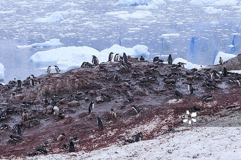 南冰洋沿岸的企鹅群图片素材