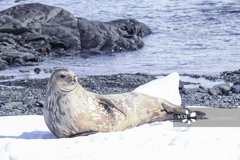 海豹躺在雪地上图片素材