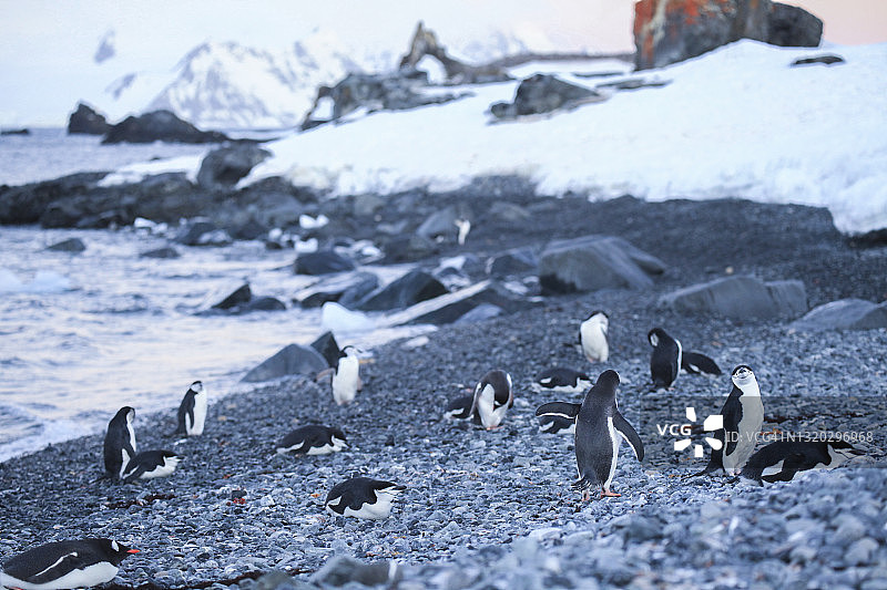 半月岛上的企鹅群图片素材