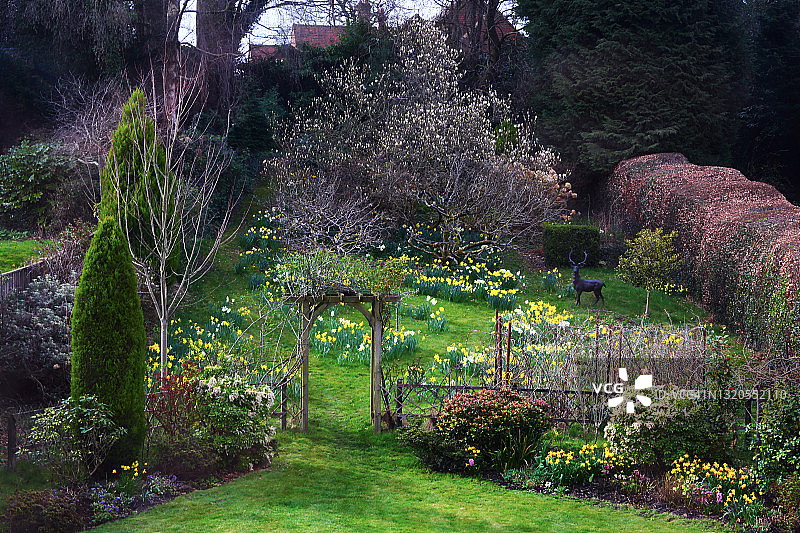 英国早春花园，有水仙花和开花灌木。图片素材