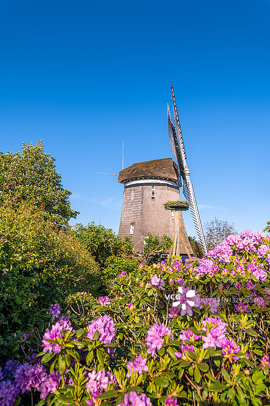 传统的荷兰风车和粉红色的花朵映衬着蓝天图片素材